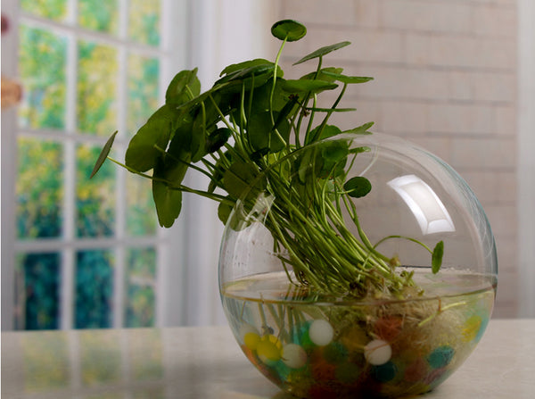 Transparent Glass Vase