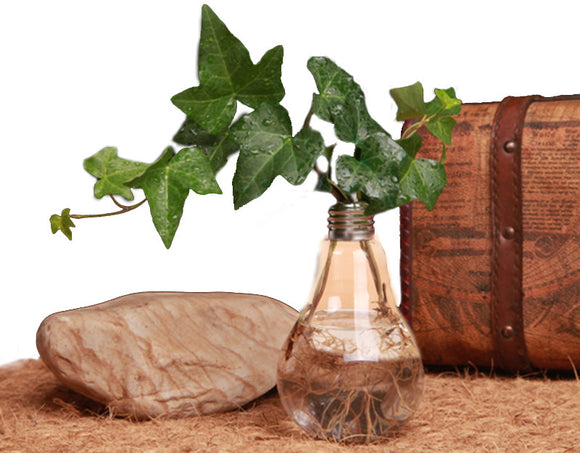 Glass Vase Bulb Shape