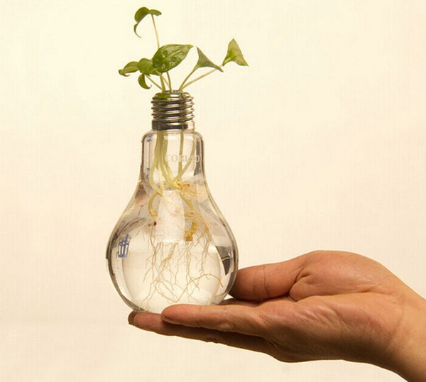 Glass Vase Bulb Shape